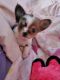 Chihuahua Puppies for sale in Gray Court, SC 29645, USA. price: NA