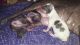 Chihuahua Puppies for sale in Tampa, FL, USA. price: $2,000
