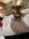 Chihuahua Puppies for sale in Fayetteville, NC, USA. price: $150