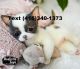 Chihuahua Puppies for sale in San Jose, CA, USA. price: $400