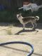 Chihuahua Puppies for sale in Vacaville, CA 95687, USA. price: NA