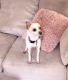 Chihuahua Puppies for sale in Kansas City, MO 64126, USA. price: $100