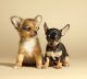 Chihuahua Puppies for sale in Caney, KS 67333, USA. price: NA