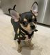 Chihuahua Puppies for sale in Kentucky Way, Freehold Township, NJ 07728, USA. price: NA