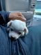 Chihuahua Puppies for sale in Benbrook, TX, USA. price: $350