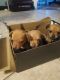 Chihuahua Puppies for sale in New Port Richey, FL, USA. price: $900