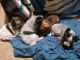 Chihuahua Puppies for sale in Ririe, ID, USA. price: $75