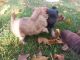 Chihuahua Puppies for sale in Carlisle, PA 17013, USA. price: NA