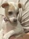 Chihuahua Puppies for sale in Philadelphia, TN 37846, USA. price: $600