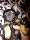 Chihuahua Puppies for sale in Stafford Springs, Stafford, CT 06076, USA. price: NA