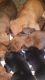 Chihuahua Puppies for sale in Terlton, OK 74081, USA. price: $150