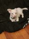 Chihuahua Puppies for sale in Providence, RI, USA. price: $1,200