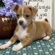 Chihuahua Puppies for sale in Denver, CO, USA. price: NA
