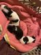 Chihuahua Puppies for sale in Hoffman Estates, IL, USA. price: $150