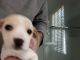 Chihuahua Puppies for sale in Millbrook, NY 12545, USA. price: NA