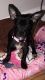 Chihuahua Puppies for sale in West Palm Beach, FL, USA. price: NA