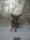 Chihuahua Puppies for sale in 12500 E 54th Terrace, Kansas City, MO 64133, USA. price: $500