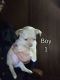 Chihuahua Puppies for sale in Nolanville, TX, USA. price: NA