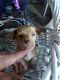 Chihuahua Puppies for sale in Simms, TX 75574, USA. price: NA