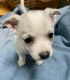Chihuahua Puppies for sale in 2330 Wayne Ave, Dayton, OH 45420, USA. price: $750
