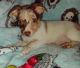 Chihuahua Puppies for sale in Winter Haven, FL, USA. price: NA
