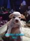 Chihuahua Puppies for sale in Vancouver, WA, USA. price: $750