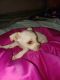 Chihuahua Puppies for sale in Houston, TX 77062, USA. price: NA