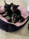Chihuahua Puppies for sale in Ave Maria, FL 34142, USA. price: NA