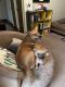 Chihuahua Puppies for sale in Watertown, NY 13601, USA. price: $1,000