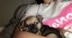 Chihuahua Puppies for sale in Rocklin, CA, USA. price: $600