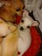 Chihuahua Puppies for sale in Houston, TX 77062, USA. price: NA