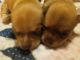 Chihuahua Puppies for sale in Moss Point, MS, USA. price: $350