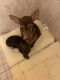 Chihuahua Puppies for sale in Ocala, FL, USA. price: $500