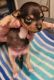Chihuahua Puppies for sale in Irrigon, OR 97844, USA. price: $400