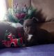 Chihuahua Puppies for sale in Fayetteville, NC, USA. price: $800