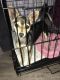 Chihuahua Puppies for sale in Apache Junction, AZ, USA. price: $250