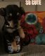 Chihuahua Puppies for sale in Santa Ana, CA, USA. price: $350