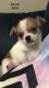 Chihuahua Puppies for sale in Johnstown, NY 12095, USA. price: NA