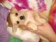Chihuahua Puppies for sale in Lake Lure, NC, USA. price: $1,500