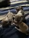 Chihuahua Puppies for sale in Browns Summit, NC 27214, USA. price: NA
