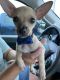 Chihuahua Puppies for sale in Canadian Lakes, MI, USA. price: NA