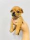 Chihuahua Puppies for sale in Seattle, WA, USA. price: $1,200