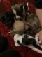 Chihuahua Puppies for sale in Albuquerque, NM, USA. price: $200
