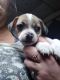 Chihuahua Puppies for sale in Inglis, FL 34449, USA. price: NA