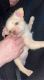 Chihuahua Puppies for sale in Melrose Park, IL 60160, USA. price: $400