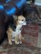Chihuahua Puppies for sale in Anderson, CA 96007, USA. price: NA
