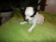 Chihuahua Puppies for sale in Marshall, MN 56258, USA. price: $800