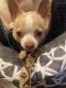 Chihuahua Puppies for sale in Ocean View, DE, USA. price: NA