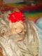 Chihuahua Puppies for sale in Lake Lure, NC, USA. price: $1,200
