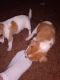 Chihuahua Puppies for sale in Mabank, TX, USA. price: $125